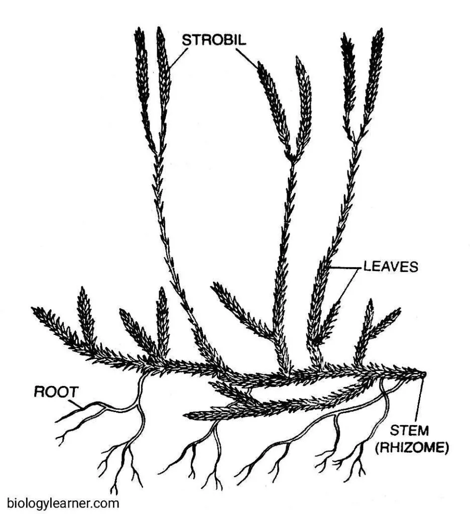 Lycopodium